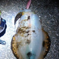 レガーメ　斬７６CA